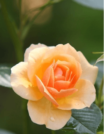 Lorraine L. (Peloquin) Perreault Obituary