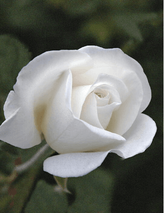 Regina Passo Obituary